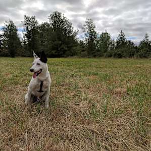 Wizard enjoying the open fields