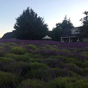 Stroll through picturesque fields of lavender
