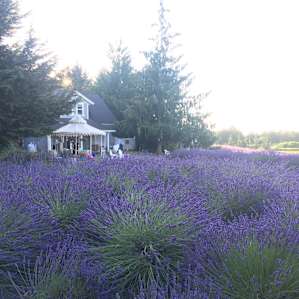 Lavender fields forever