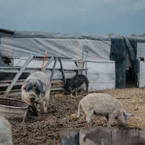farm animal pigs