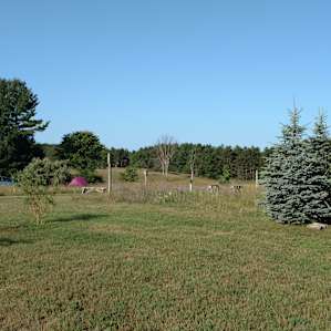 Portable toilet to the right of the pine tree with site 1 to the immediate left and site two farthest away.