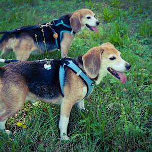 Our dogs loved exploring the property.