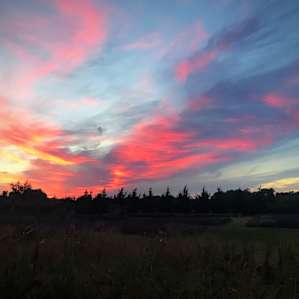 Lavender fields forever