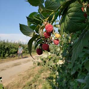 Raspberries