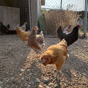 Chicken coop :)