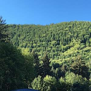 This is the wall of trees that sits just behind the house (which is behind the dispensary). Gorgeous!!