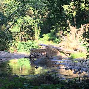 Take a dip in the river just near the campfire ring!