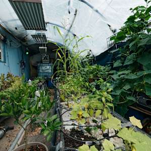 The greenhouse connected to the diner
