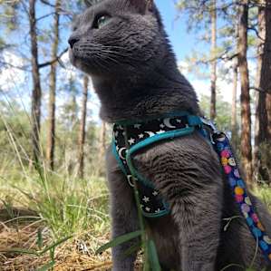 Fig cherishes every moment in the Gila Wilderness on a camping and hiking adventure.