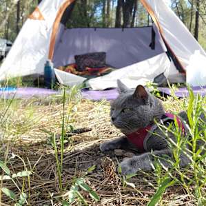 It is a cat camping adventure in the pines! ( just no ATVS and backing dogs, please!)