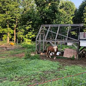 Finnegan’s Farm, West Yurt