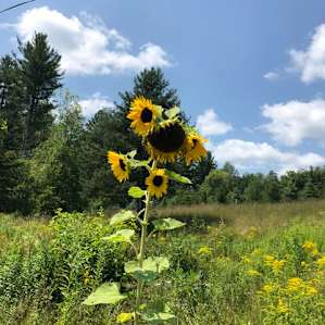 RV Camping at Moss Hill