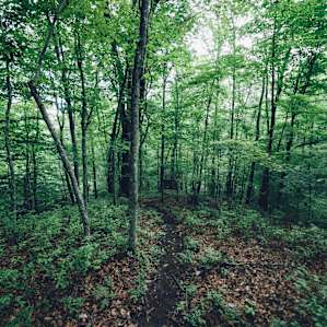 forest