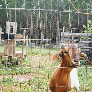 Home Field Advantage Farmstead