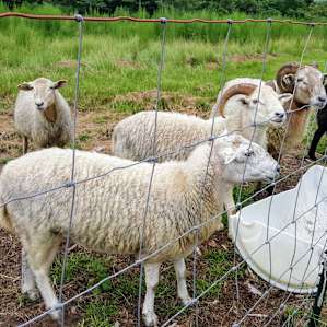 Home Field Advantage Farmstead