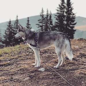 Our dog LOVED staying at the campsite!