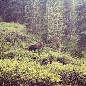 Ran into a moose on our way back up the road to our site!