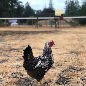 That chicken, though.