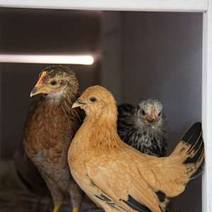 The chickens were too chicken to come out and play.
