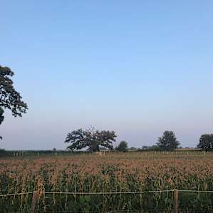 Papa's Sweet Corn Patch