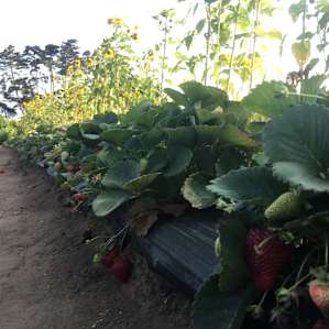 Sweet Spot On The Farm #2-4