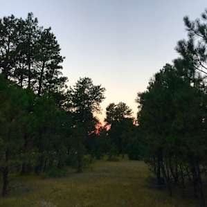 Sunset through the tree line at site 1