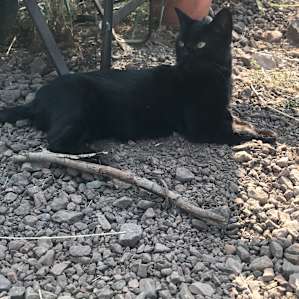 We called him Thackery Binks when he came around, he is super friendly (thumbs up if you catch my reference)