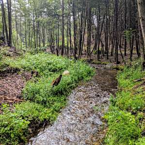 Richmond Hills