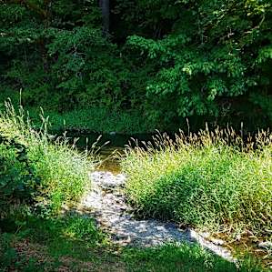 Pathway to the river from the campsite.