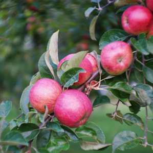 Mary and Pete's apple trees - very tasty!