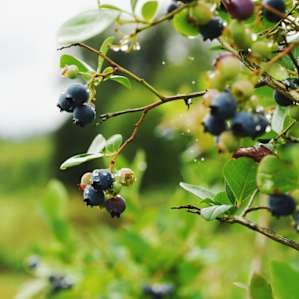 Blueberry bushes!