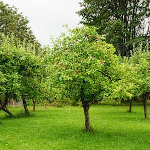 Apple trees!