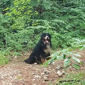 Loki leads the way!