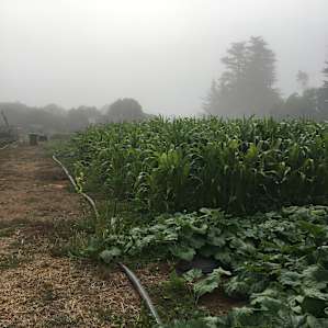 Sweet Spot on the Farm #1