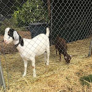 Sweet Spot on the Farm #1