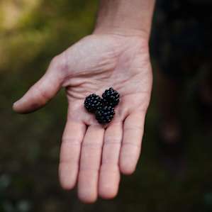 Berries galore!