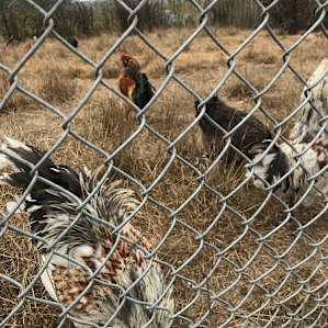 Chickens