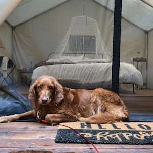 Shelterwood- Maple Landing Camp