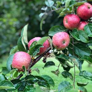 Apple trees at our camp site