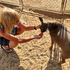 High Desert Look Out & Baby Goats!