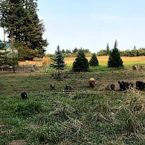 Croakers Crossing Farm