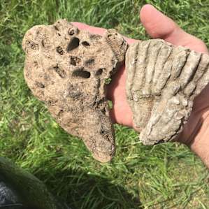 Fossils from the river