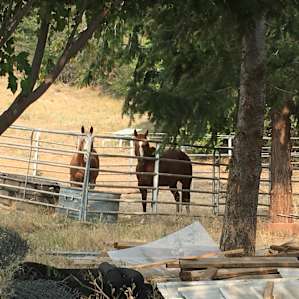 Adorable horses greeted us as we came in. (Note: Normally there is one; the host was horse-sitting for a friend.)