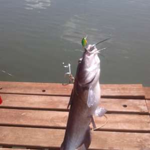 A BIG catfish!