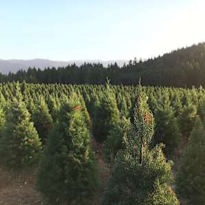Hot Tub MountainTP Views Tree farm