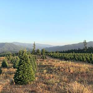 Hot Tub MountainTP Views Tree farm