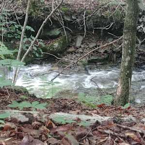 The Forest Platform
