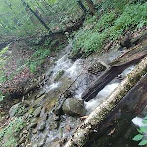 The Forest Platform