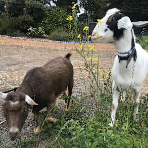 Coco and Bandit out on a walk!