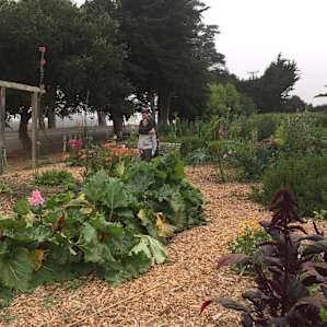Beautiful flower garden filled with happy bees